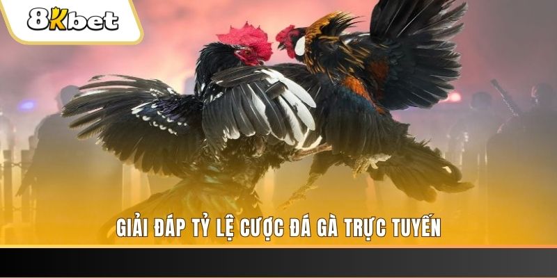 k8vina ga choi cau thanh