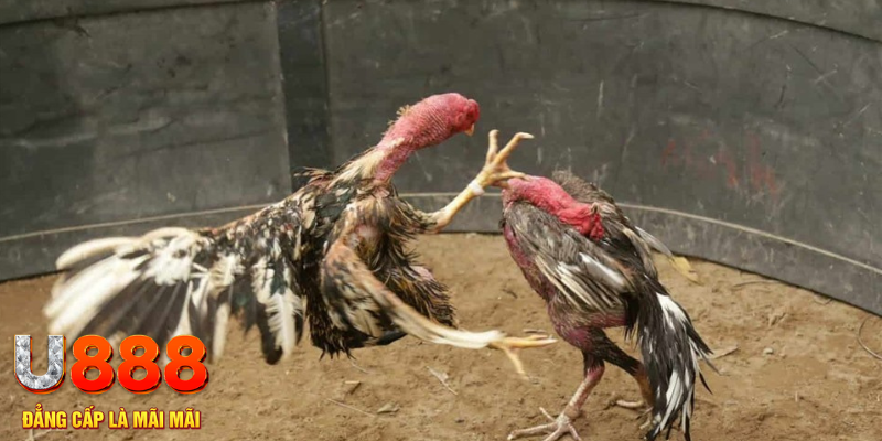 k8vina đăng nhập liêng hôm nay
